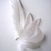 Thumbnail image for A Wing and a Prayer