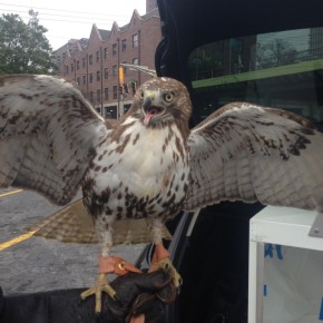 Bellatrix Red-tail Hawk